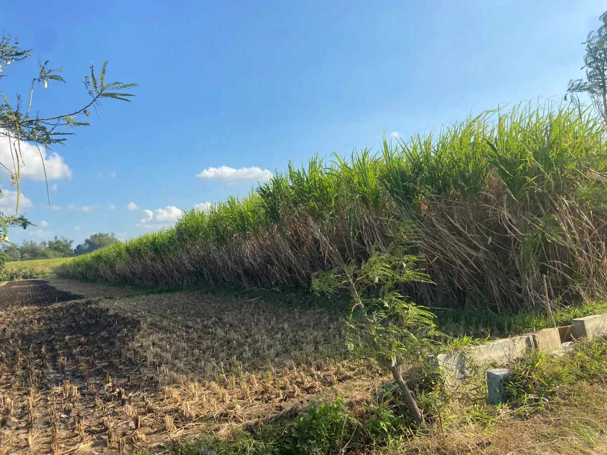LAHAN SAWAH POTENSIAL AREA SEMEN KEDIRI - Foto 1